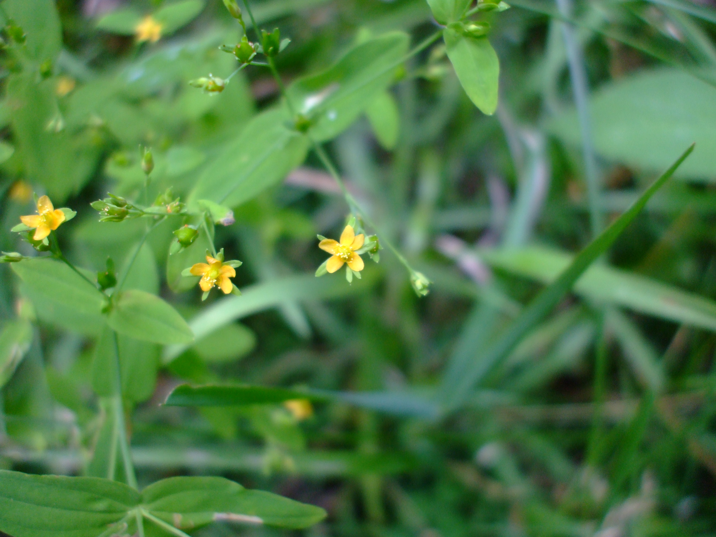 Hypericum mutilum